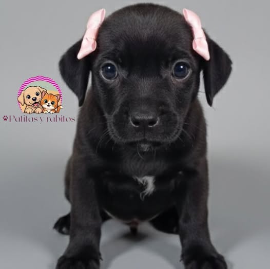 Fundación Patitas y Rabitos oficial
Caracas
Se hace seguimiento
Se debe llenar planilla de adopción y cancelar la cuota de adopción
WhatsApp 04129265414