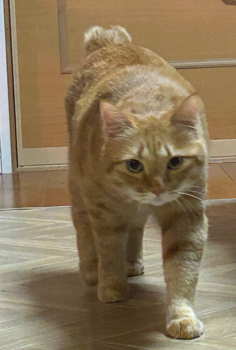 🍊逆髪🍶東5ト78ab (@dana_mmas) / Posts / X