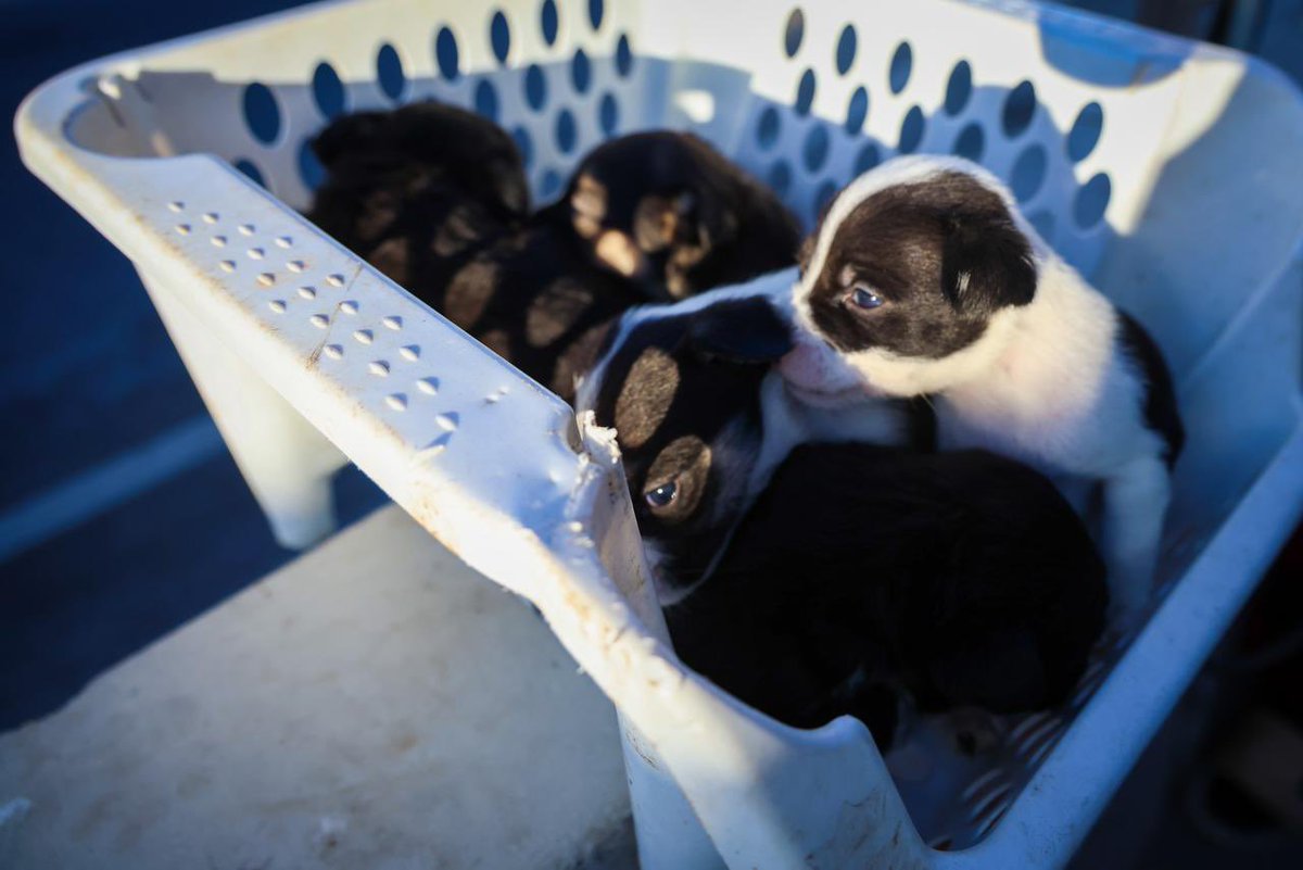 TomasVodanovic's tweet image. Hoy iniciamos el desalojo del campamento El Trébol de Camino a Melipilla, sin ningún tipo de resistencia ni violencia, gracias a un gran trabajo previo del equipo municipal. 

Al parecer cuando las cosas se hacen bien son menos noticiosas. Pero fueron 110 familias que abandonaron…