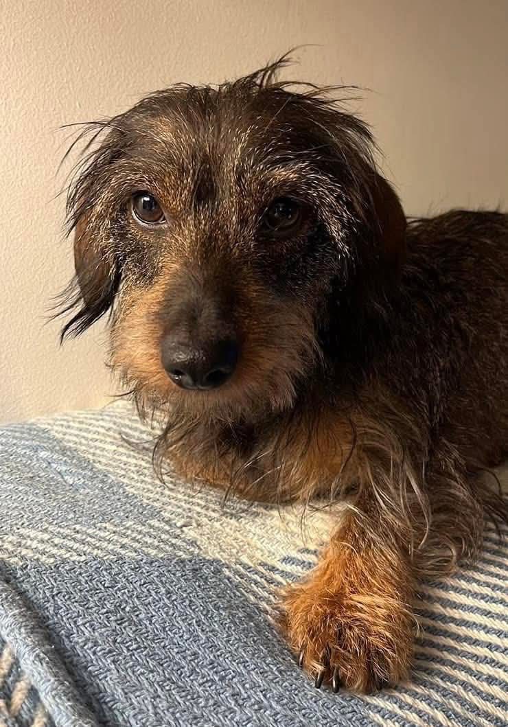 Missing Pets GB tweet media