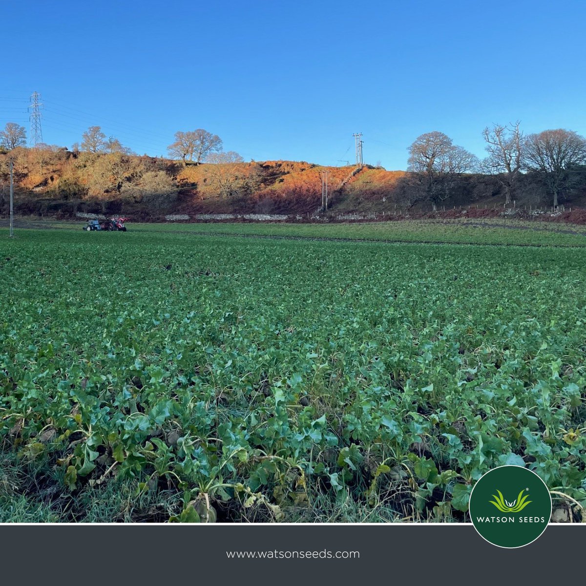 Watson Seeds tweet media