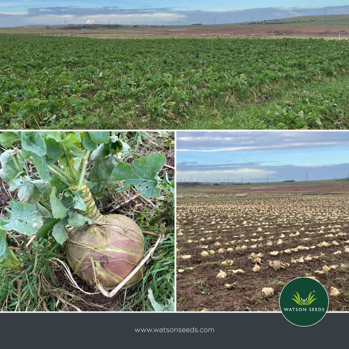 Watson Seeds tweet media