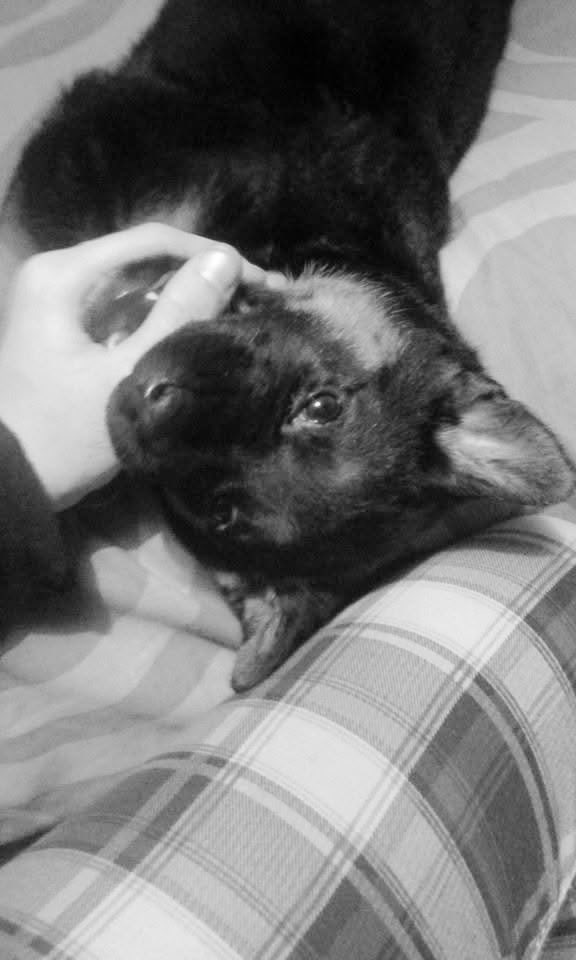 El tiempo con ellos nunca será suficiente.

Siempre sabrá a poco.
Siempre habrá abrazos pendientes, paseos que quedaron por vivir y recuerdos que jamás llegamos a crear.

Saber que nada dura para siempre... es un recordatorio de que cada instante cuenta. 🪽🤍