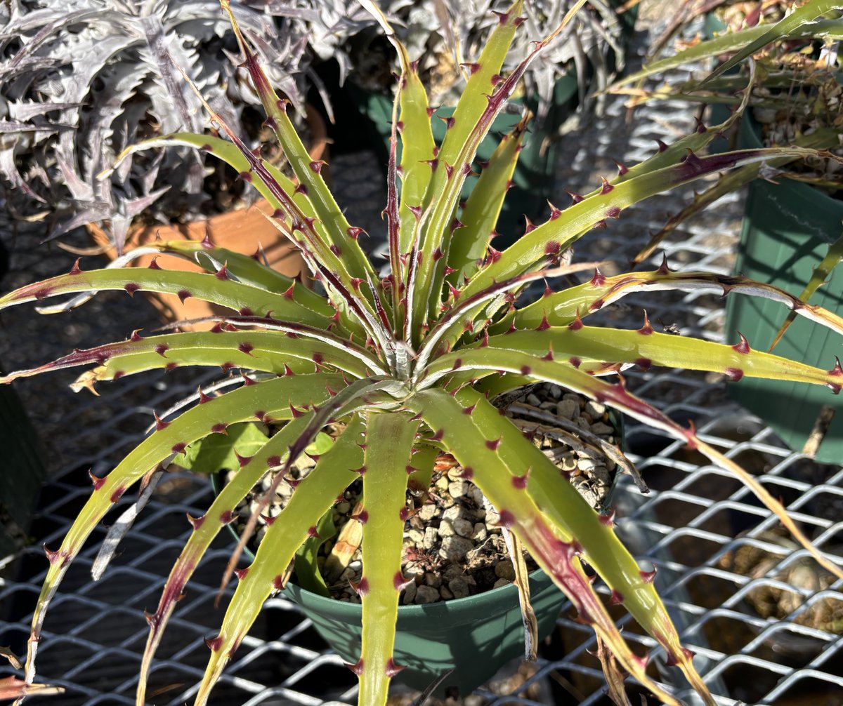 H.scariosa 
夏も棘の色は維持されてたけど、冬の方がやっぱ綺麗