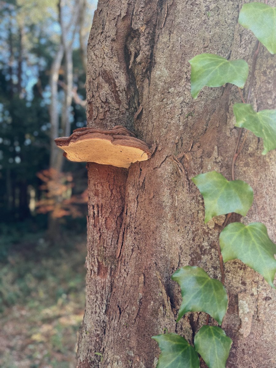 サルノコシカケ