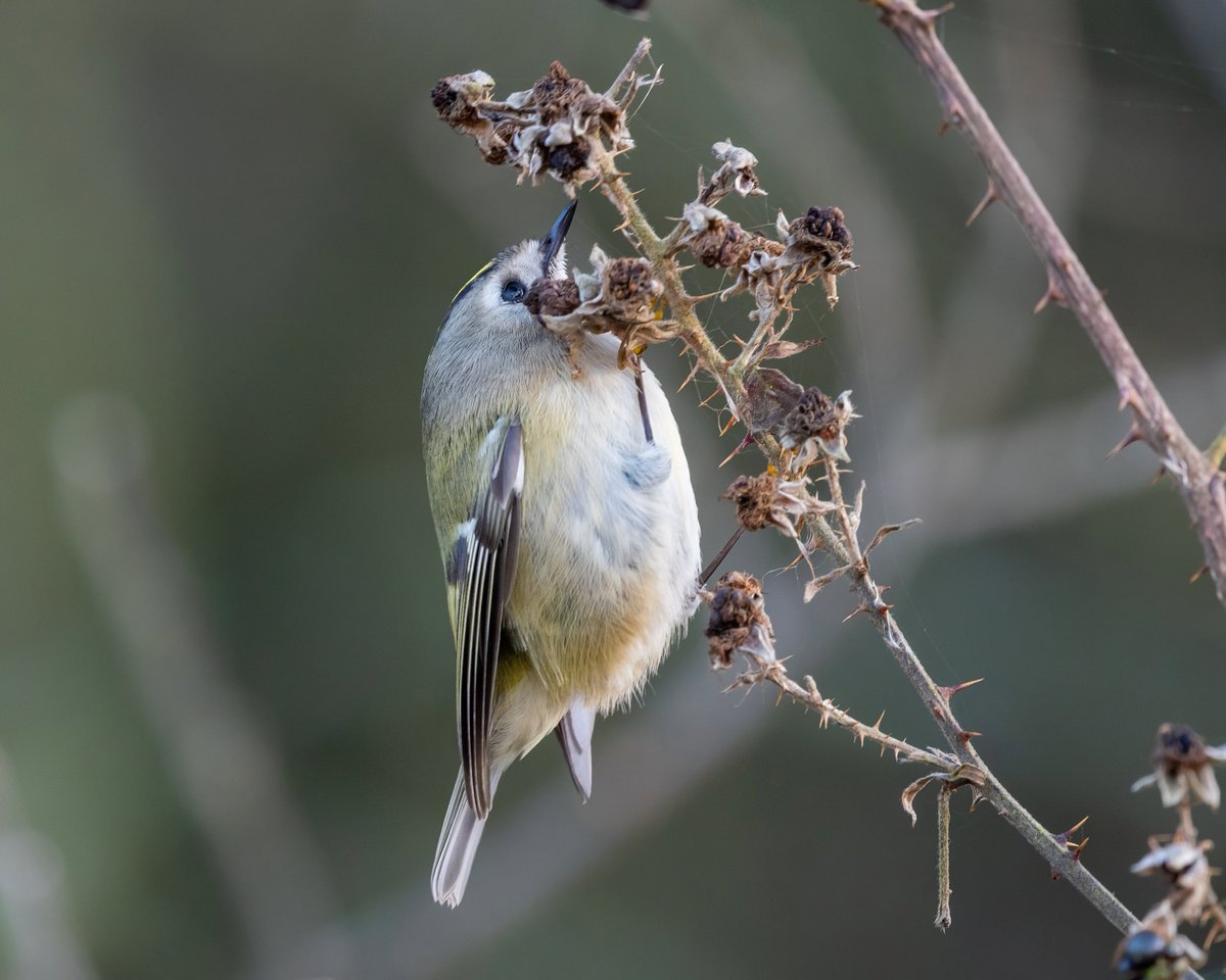 Phill Gwilliam tweet media