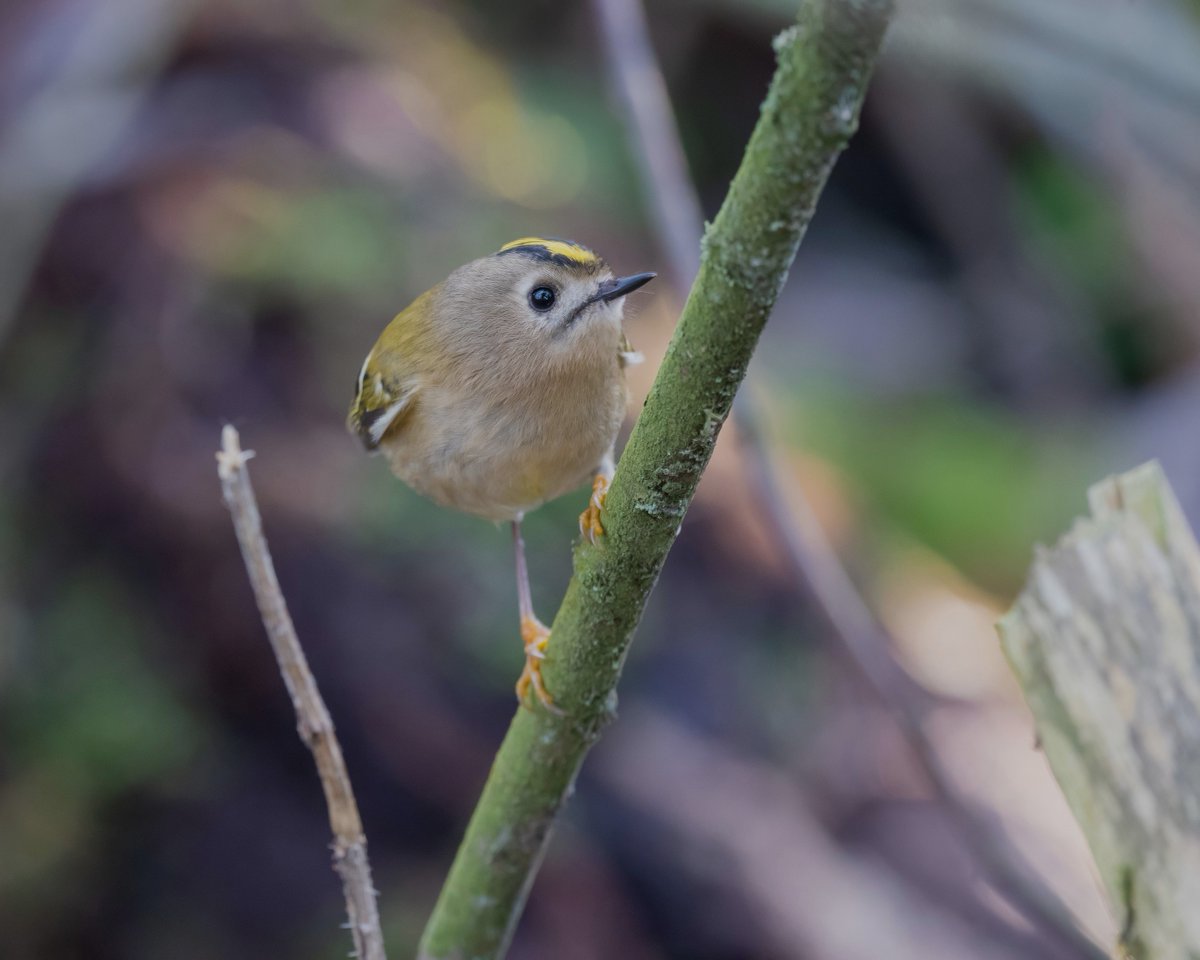 Phill Gwilliam tweet media