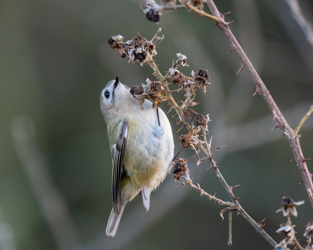 Phill Gwilliam tweet media