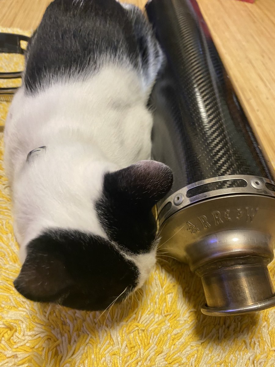 ✮ ɐ ʎ ɐ ✮🧄𝕄ℂ𝟙𝟟🫶🏻ℤ𝕏-𝟟ℝ ᐕ)ﾉ🍚 (@aaayaaa08109693) / Posts / X