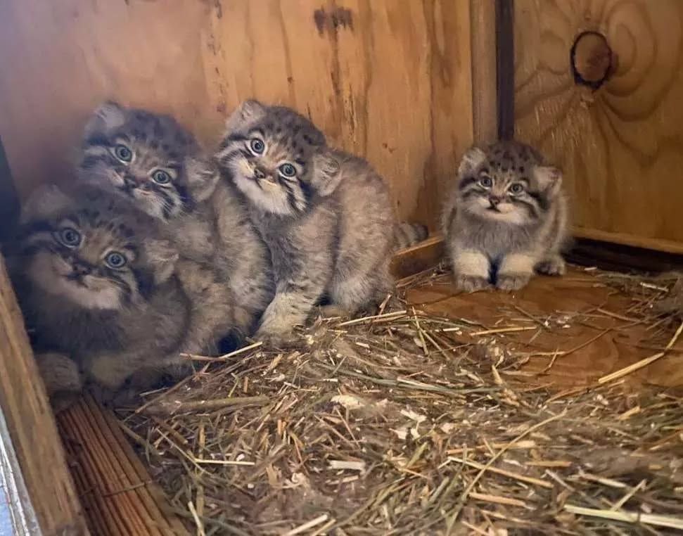 Grumpy Manul tweet media