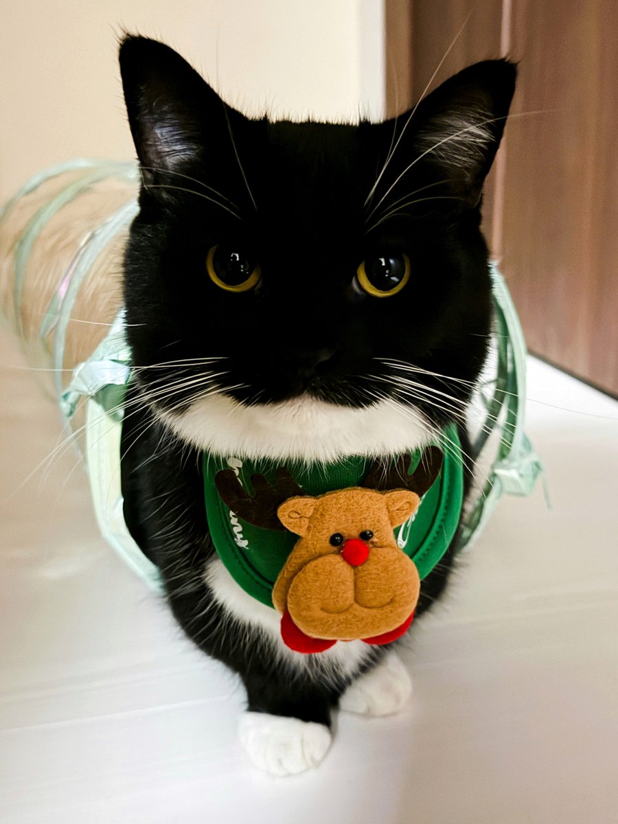 my reindeer bib… does it suit me?