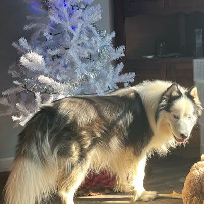 AntiWokeCatLady's tweet photo. #NewProfilePic https://t.co/YbEfkvgzKg
