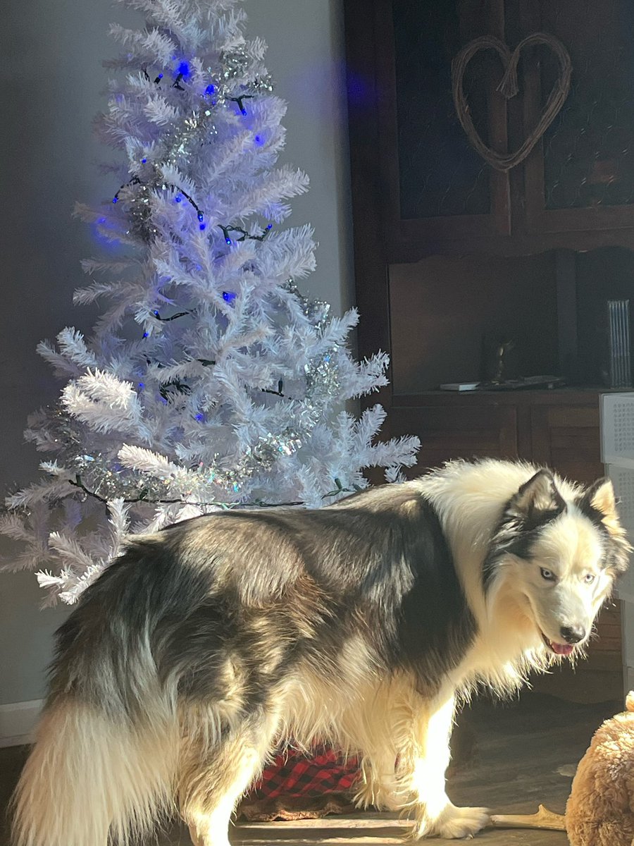 AntiWokeCatLady's tweet photo. https://t.co/gSyOGxdZHa