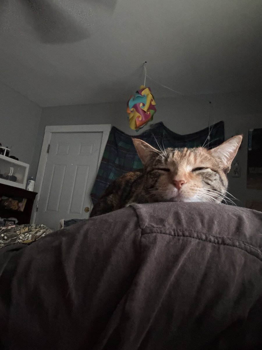 gasketcat's tweet image. i told her if she hit 2k by the end of the year i’d buy her a huge cat tower since i had to throw out her old one. now she’s pandering to her audience