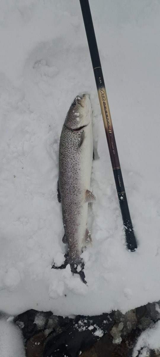 viphage's tweet image. がまロッドも今シーズン最後だわ⁉️竿の節が凍り付くから傷むから終了だわ⁉️#がまかつ#サーモンロッド#渓流釣り#本流延べ竿釣り#北海道#イトウ#積雪