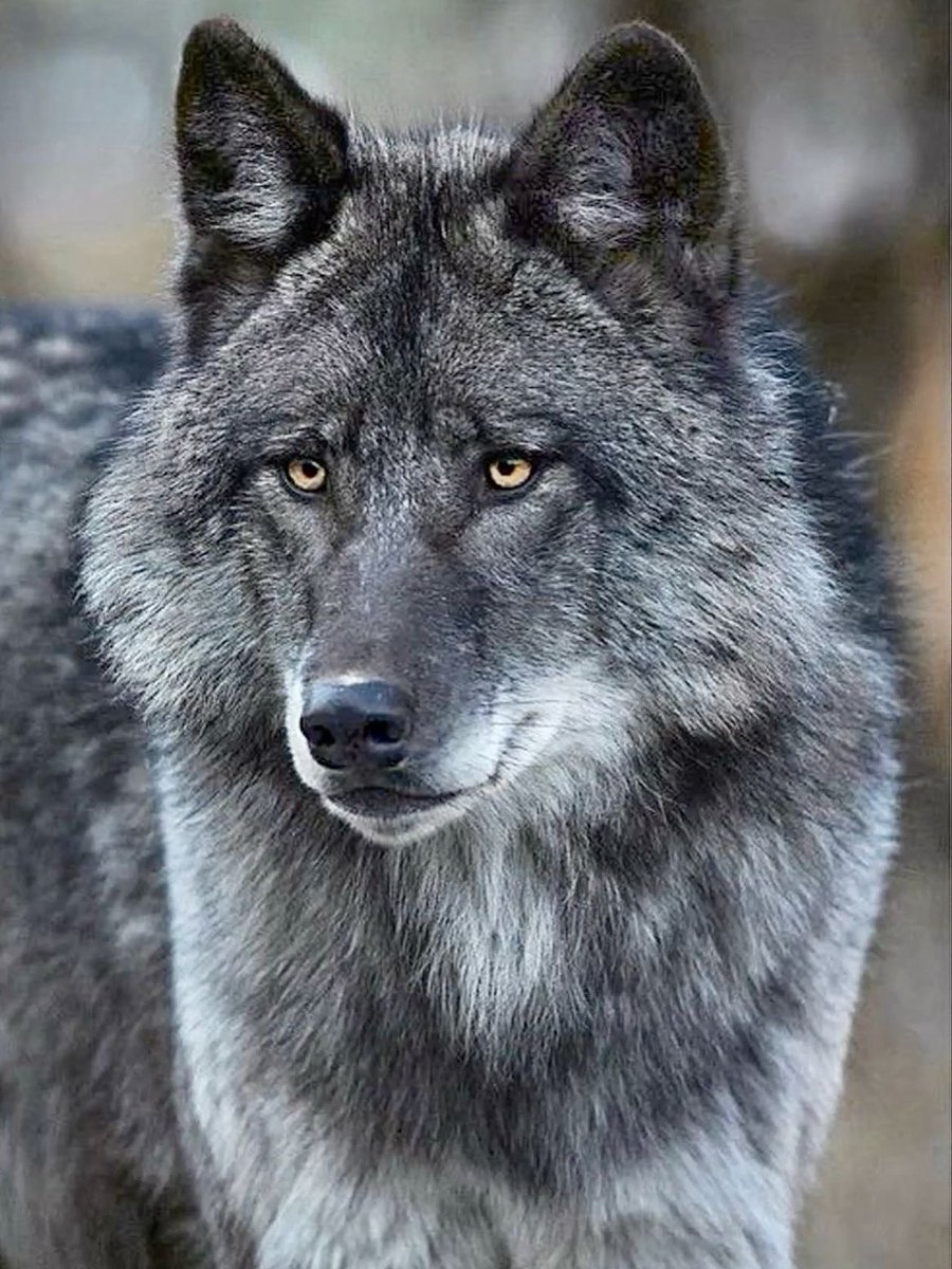 WOLF LOVERS tweet media