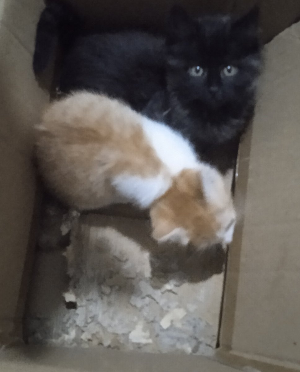 Desde les tres i picu aixecada, cuidant gatets d'aquí, d'allí, d'allà, me'n vaig al llitet que no tinc més forces 😅💤
Bona nit i bon descans i molts xupipetonets amigues i amics 😽💖🍀🌸🐾😹💤