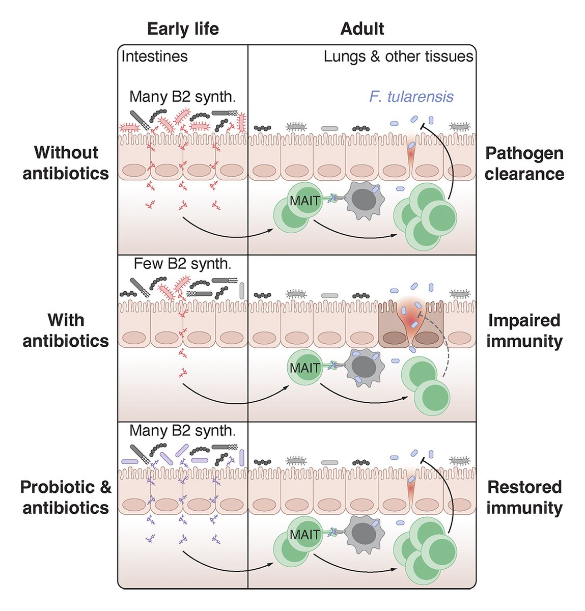 JExpMed's tweet image. LeBlanc, Sobel, Constantinides et al. @scrippsresearch show that antibiotic treatment in early life can deplete riboflavin-synthesizing commensals &amp;amp; impair #MAIT cell development, rendering adult animals more susceptible to bacterial #pneumonia hubs.la/Q03Ym4z50
#Microbiome