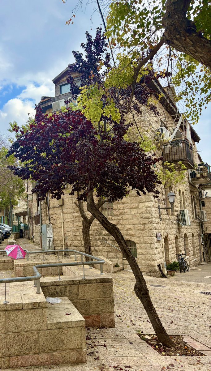 Армия научилась говорить спасибо. Собрали в хорошей гостинице в Иерусалиме на пару дней, покормили, поговорили, поводили по городу и рынку, развлекли. Для многих это как поездка за границу. 🙂 Зимний район Нахлаот: