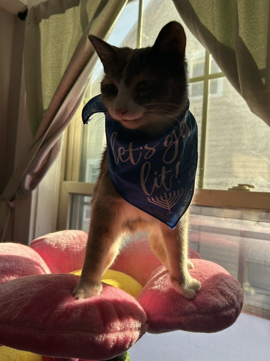 oreoeocat's tweet photo. Happy Hanukkah ๐ https://t.co/Vc9CAKWbLw