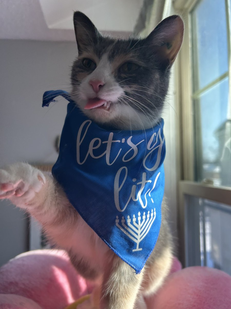 oreoeocat's tweet photo. Happy Hanukkah ๐ https://t.co/Vc9CAKWbLw