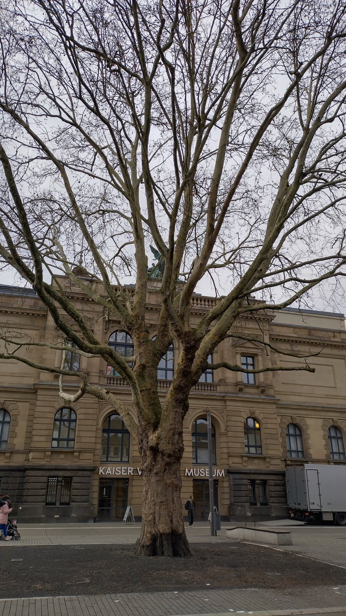 StephaneNature's tweet photo. We need more #UrbanTrees ๐ณ Happy, healthy #Thicktrunktuesday to all empathetic, peace-loving, democratic, freedom- & justice-loving nature lovers.
Trees are the most effective air conditioning systems!
#Trees #Climate #TreeRide #TreeHike #Forests #MentalHealth๐ณ๐งโ๐ฆฝ๐๐ต๐๏ธ https://t.co/V1GUs4V559