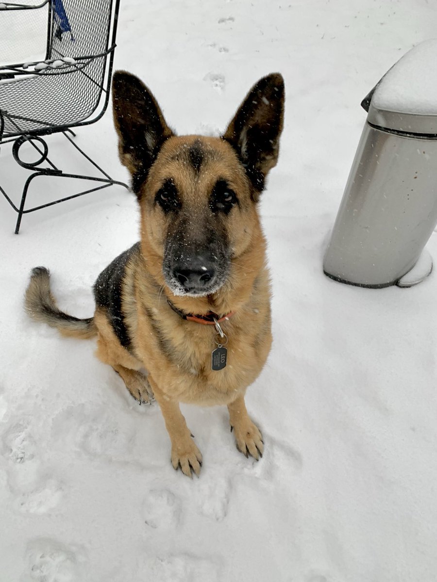 austinoakes @Moonwalk4141121 GM $DOG ☺️🧡❄️