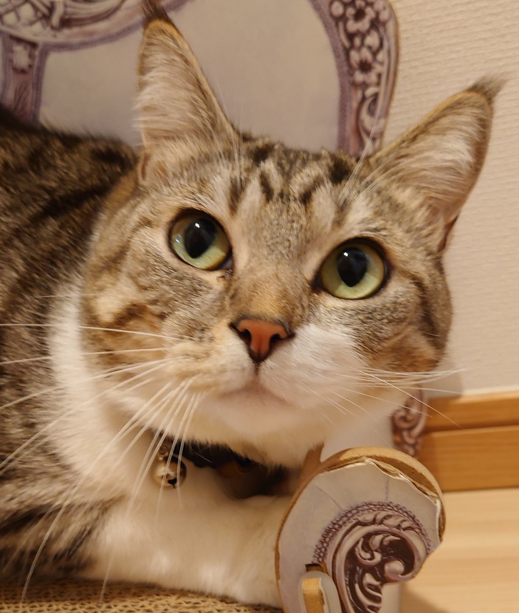 猫好きさん集まれー🐈🐈 Community on X - 20.8K Members