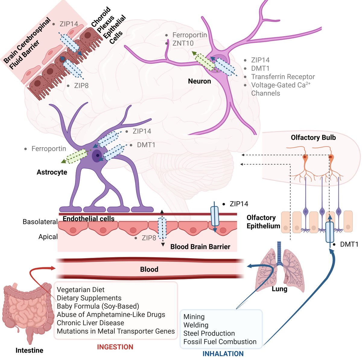 Tolunay Beker Aydemir tweet media
