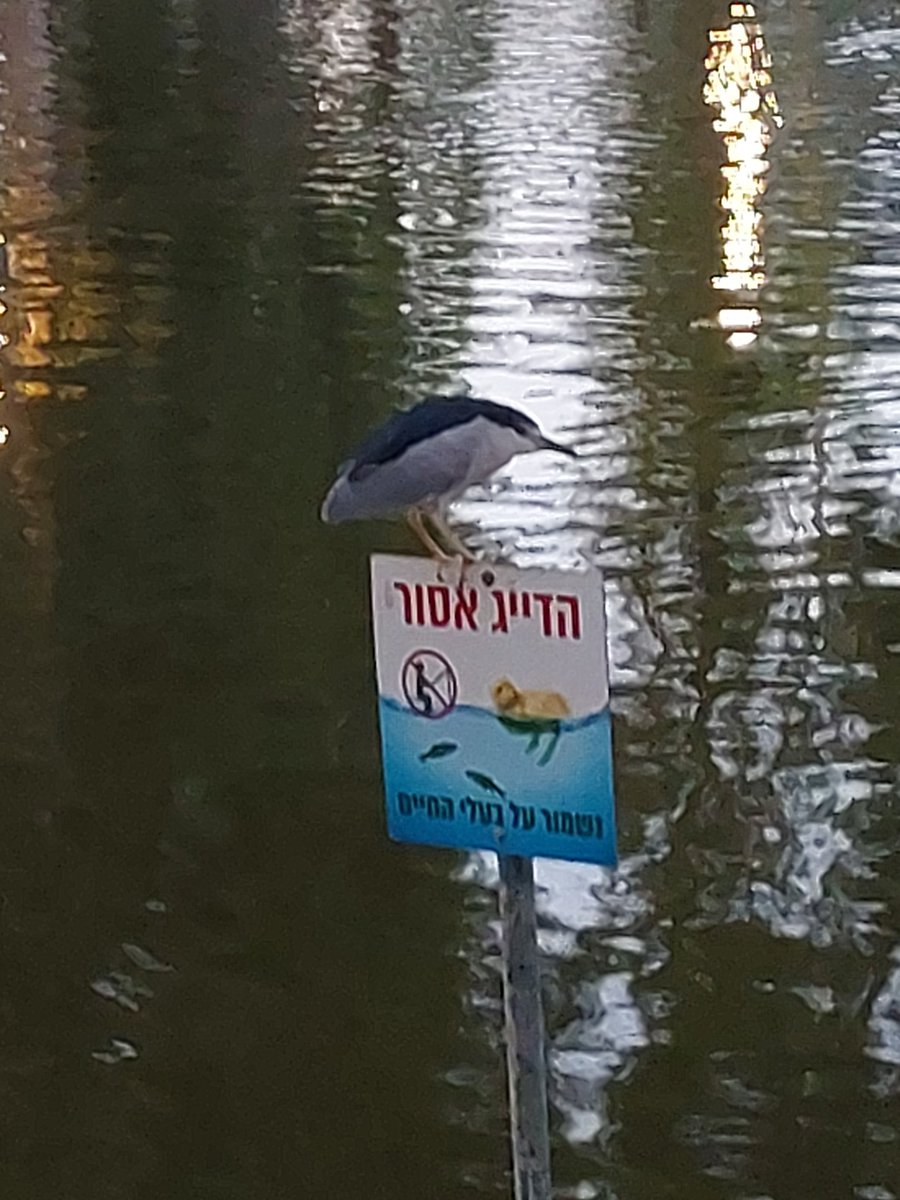 אובדן המשילות