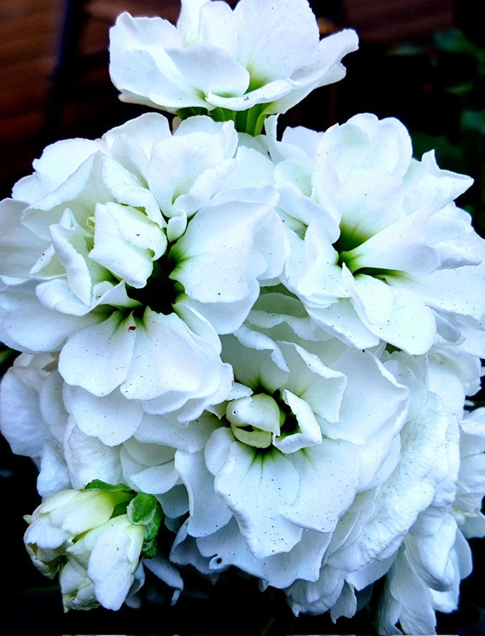 �\�[�V�����}�K�W���w�R�X���f�B�A�h�b�g�R��!!�x:�ŐV���𐏎��X�V��!!