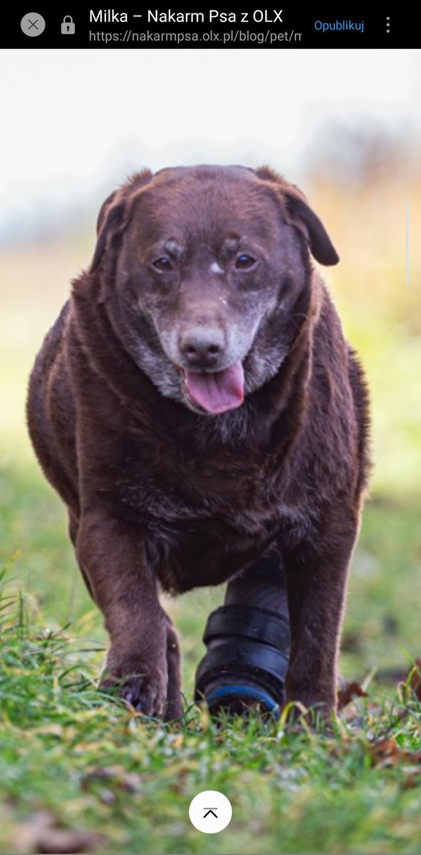 PP_now's tweet image. Nakarmpsa.olx.pl I zakochaj się w Milce! ❤️❤️❤️ :)