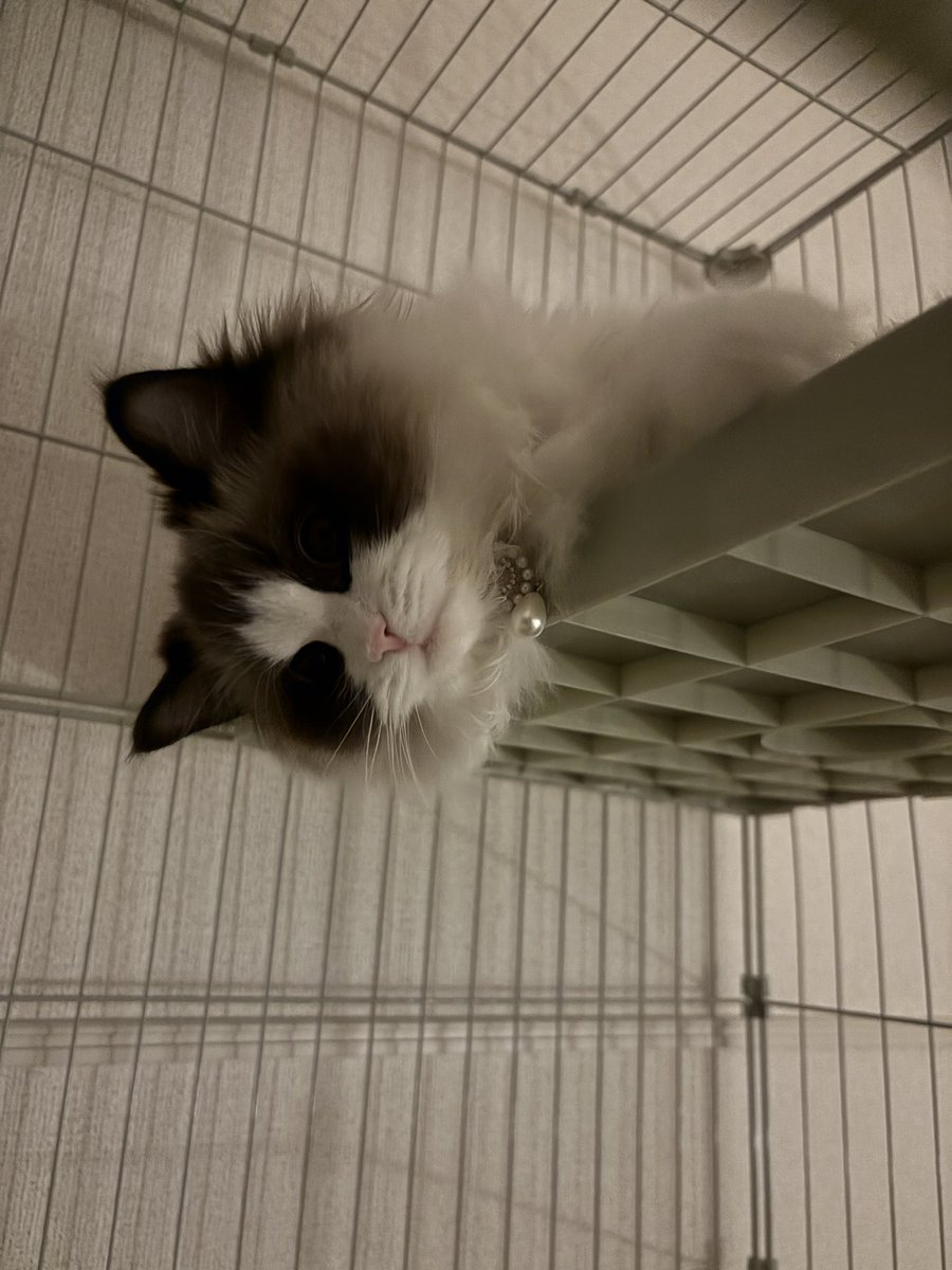 rinatarou1024's tweet photo. とろける猫#ラグドール  #猫のいる暮らし  #猫好きさんと繋がりたい  #cat https://t.co/9jGwYSrDXC