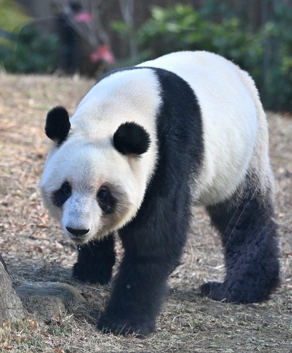 専用 シャンシャン 彩浜 楓浜 シャンシャン694日齢 2019年5月7日撮影