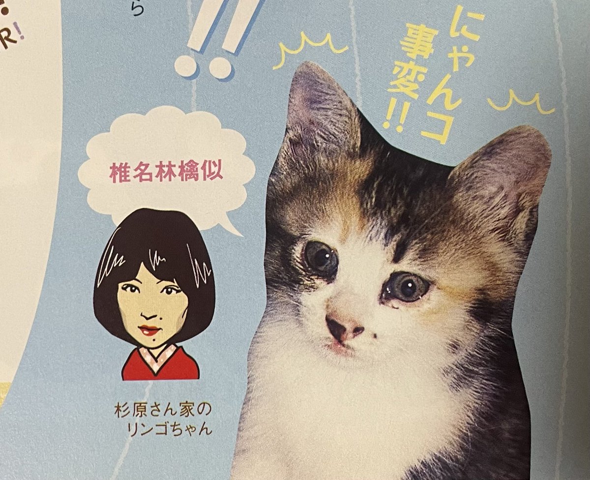 これは昔買った雑誌にいた椎名林檎ネコ