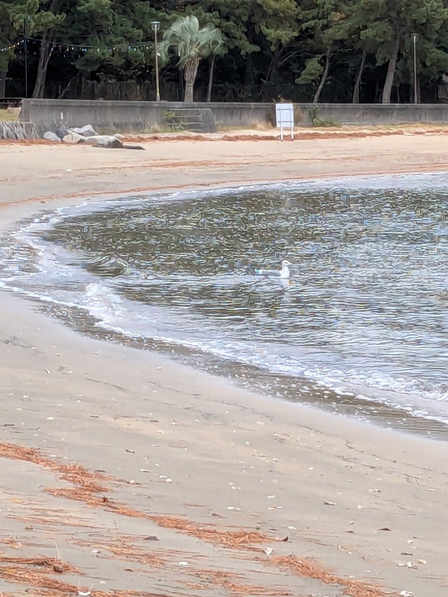 大きめのカモメ🪽✨