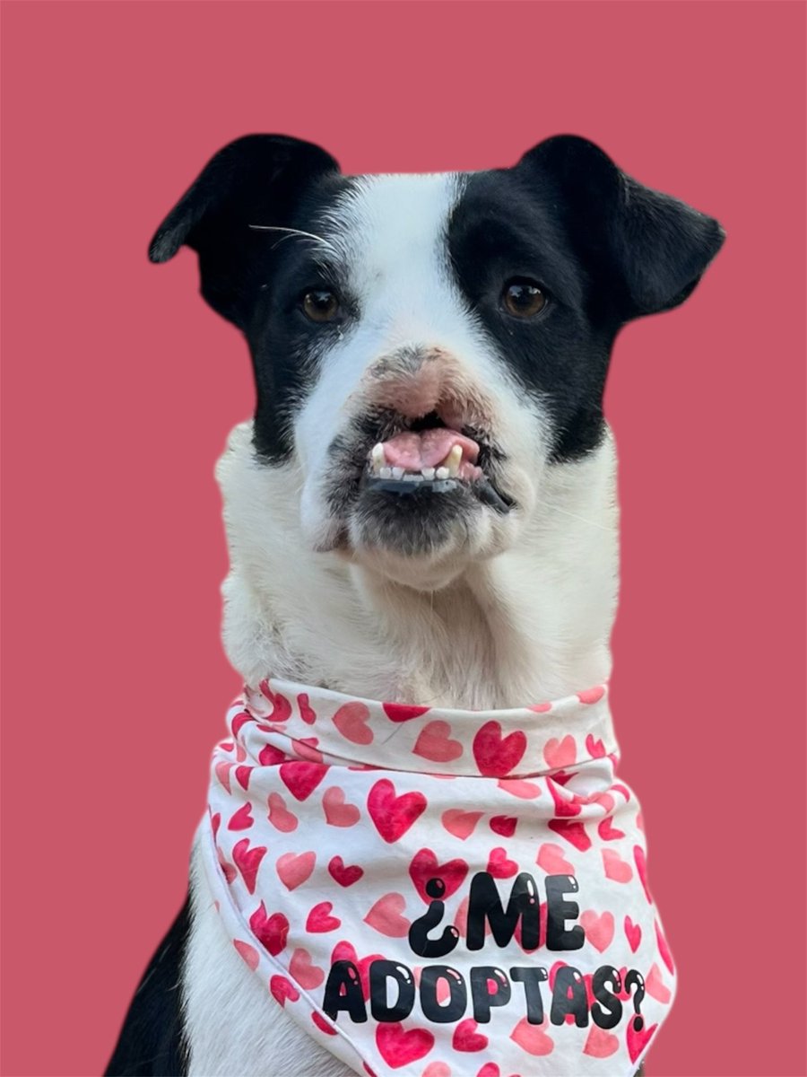 HELA_MORE's tweet image. Amigos, hoy necesitamos hablar con mucha sinceridad.
Estamos súper presionados porque los reportes no dejan de llegar y, tristemente, nadie quiere ayudar a rescatarlos 😔

Y no hablamos de donativos.
Hablamos de que otras personas puedan hacerse cargo de rescatarlos, porque…