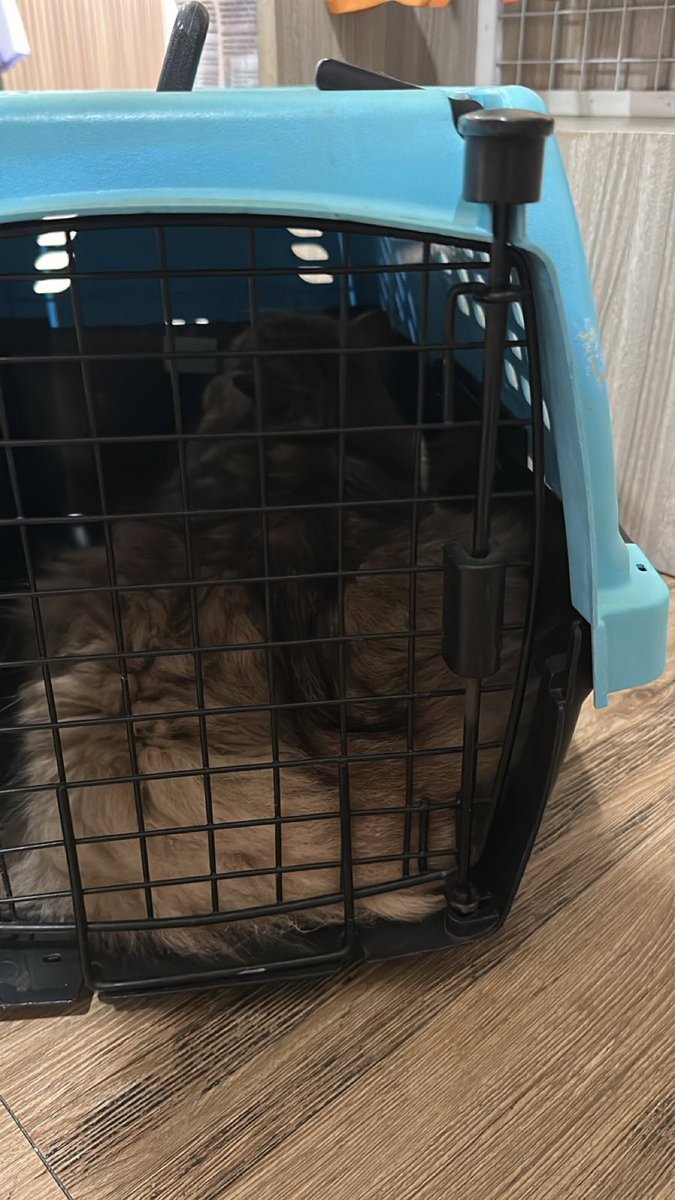 AMCrypttoAIex's tweet image. Brb
Quick at the Vet with this little tiger