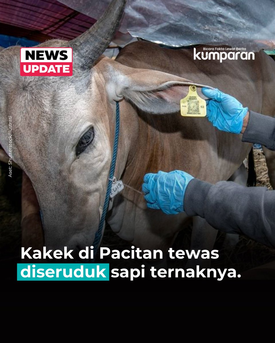 kumparan's tweet image. Seorang pria bernama Tukiyat (69), warga Dusun Ngrampal, Desa Worawari, Kecamatan Kebonagung, Pacitan, tewas setelah diseruduk sapi ternaknya sendiri, Senin (15/12) pagi. Peristiwa terjadi di rumah korban sekitar pukul 10.00 WIB.

Korban sempat dievakuasi tetangga ke rumah…