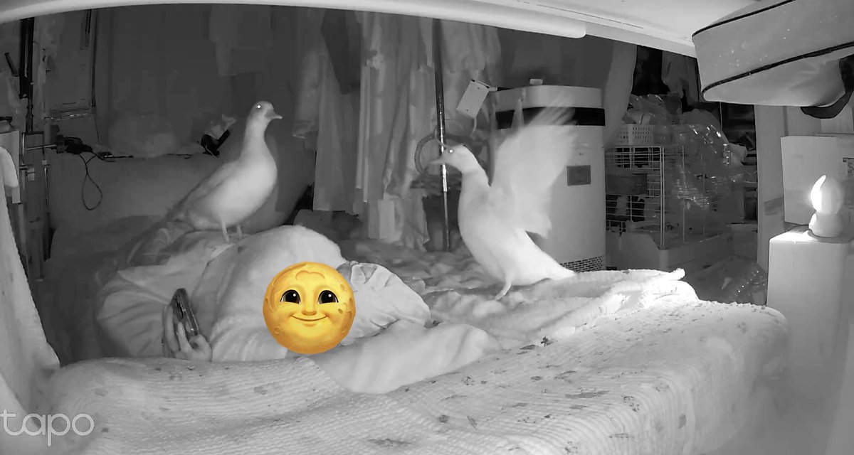 うーちゃんはコールダック (@duck_udon0629) / Posts / X