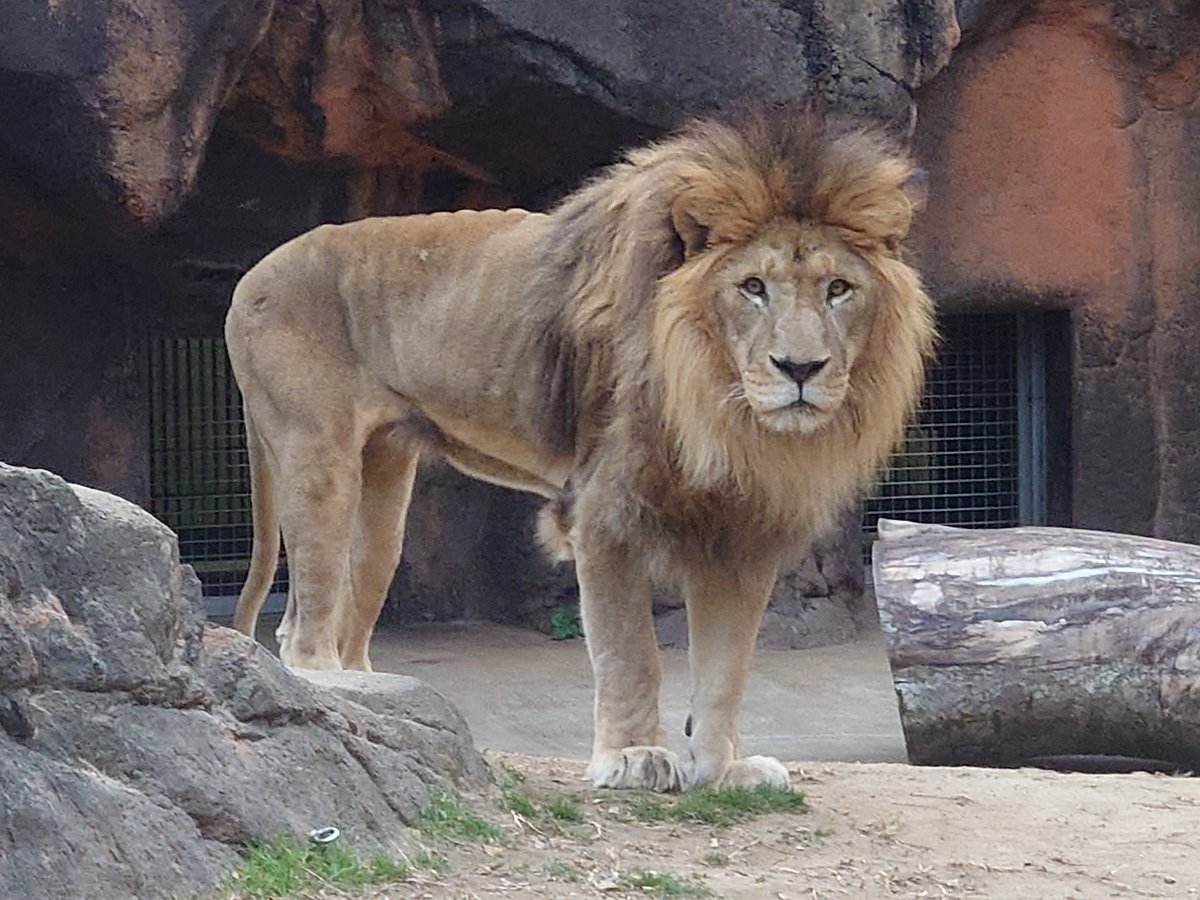 ガオウ🦁 #天王寺動物園 #ライオン #lion ジーっと見つめ愛😍