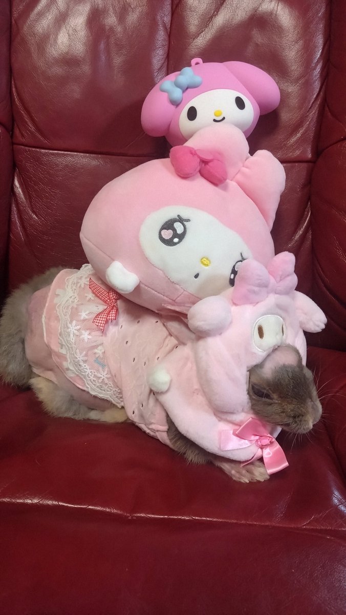 マイメロの上に マイメロ その上にマイメロ おやすみなさい🩷🐰 Good