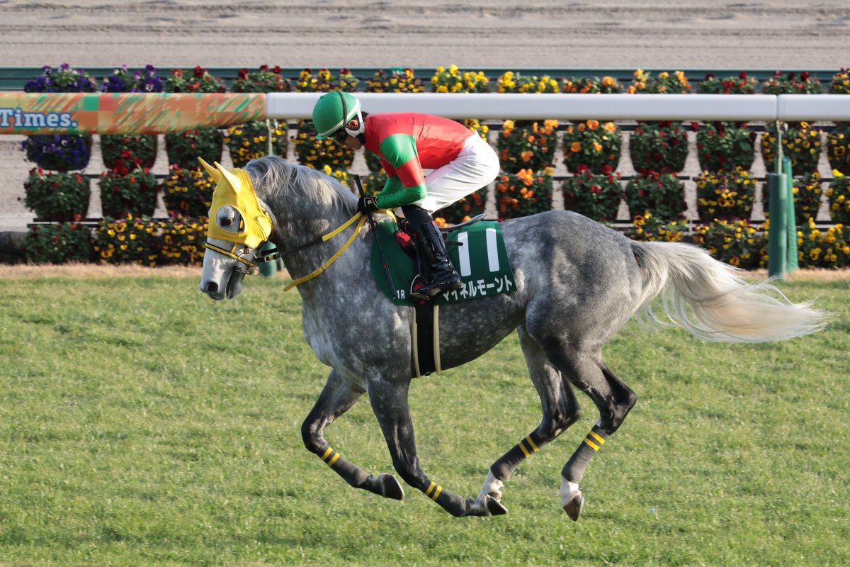 マイネルモーント 馬場入りからの返し馬 丹内祐次騎手 高木登厩舎
