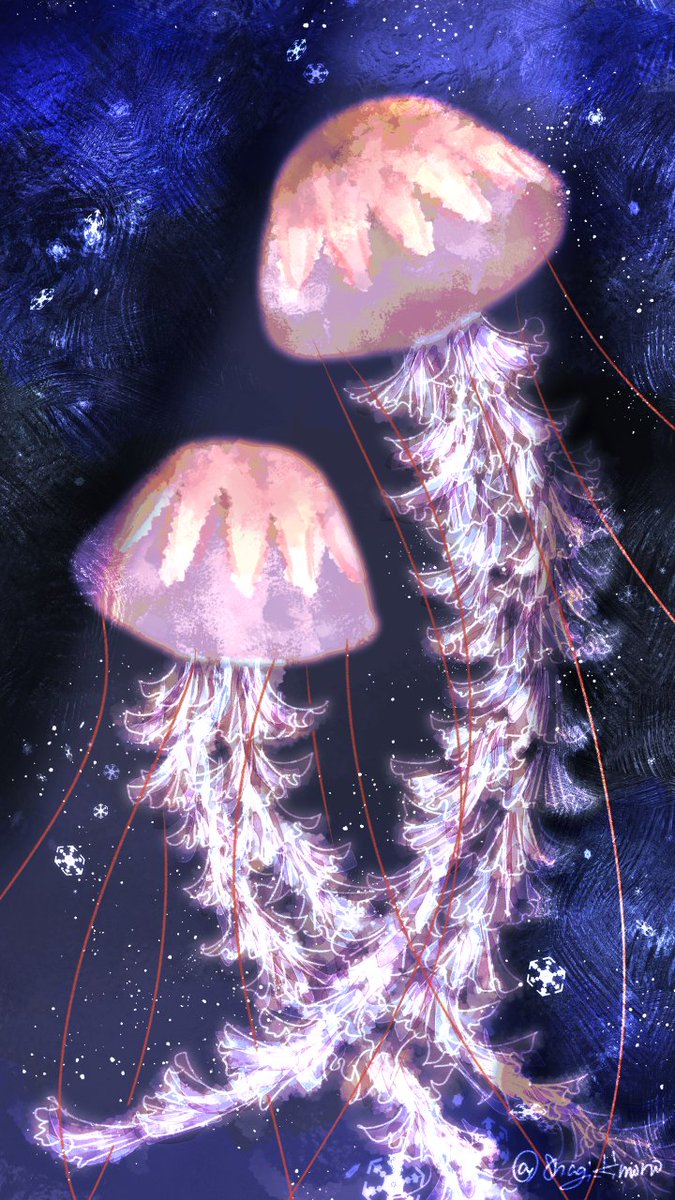 8nagi_kimono's tweet image. クラゲ×アドベントカレンダー
𝟸𝟶𝟸𝟻.𝟷𝟸.𝟷𝟼 クリサオラ・プロカミア #イラスト #illustration #クラゲ #jellyfish