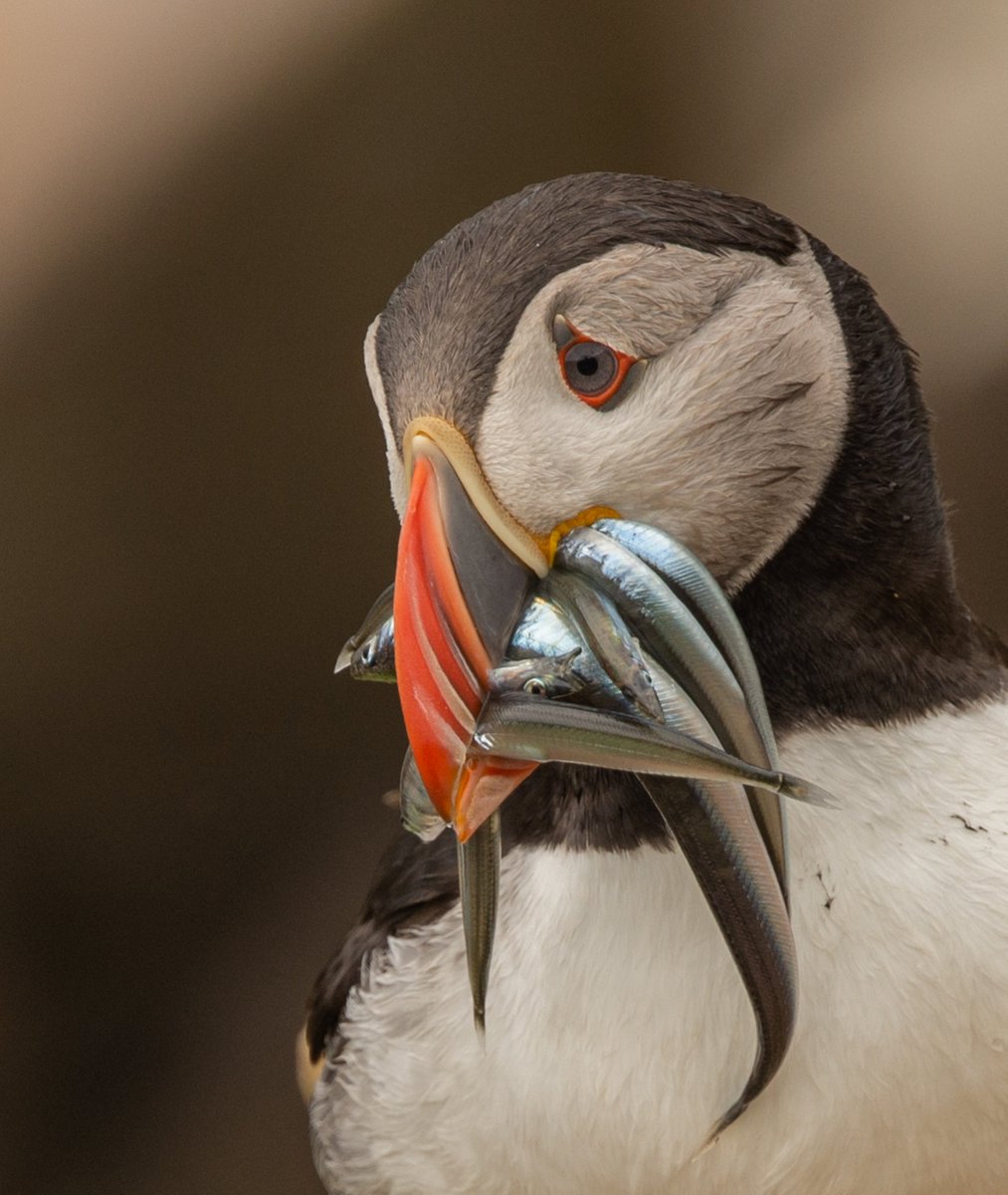 BirdWatch Ireland tweet media