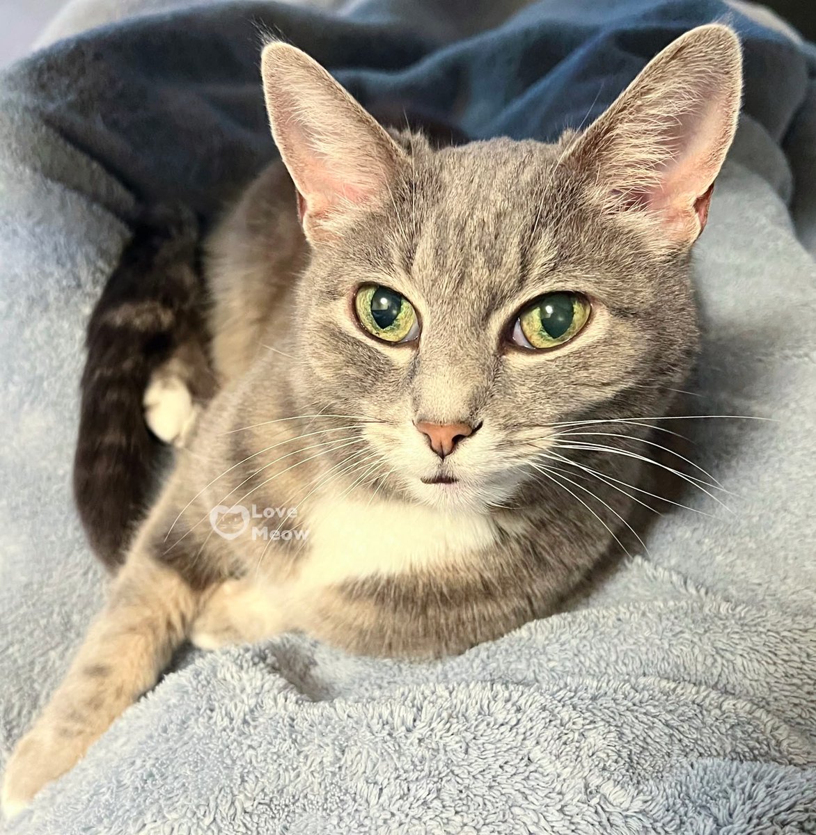 Tracy Harris (@bobbygreyone) on Twitter photo 