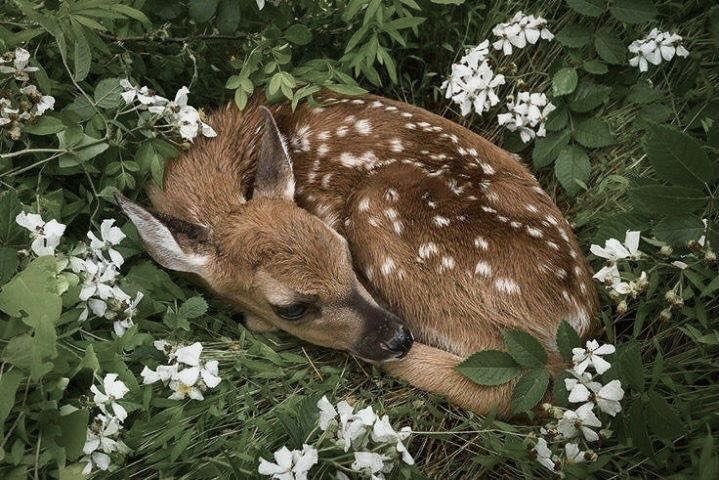 ˚ʚ♡ɞ˚ (@lovelycutedaily) on Twitter photo 