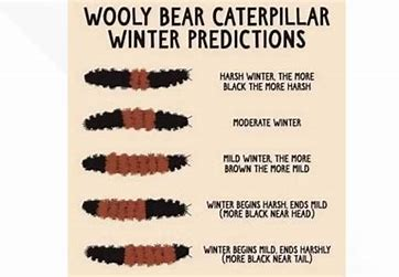 BusterKGifs's tweet photo. @danblock4 Hmm, your little fella is saying we won't have a bad winter this year. Good Wooly Bear! #AllBrown https://t.co/3cfWyxreLl