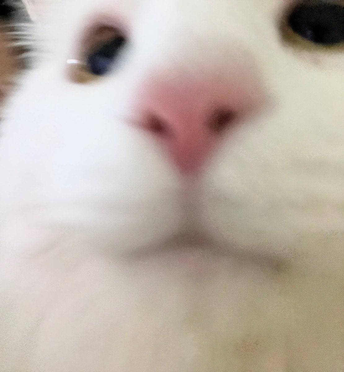 이에로 사이다 잇어여?