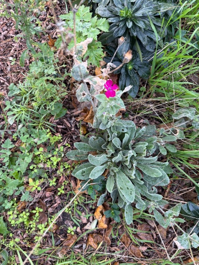 rinibiemans's tweet photo. Op het #jalonplein gaat het plantvak rond de kas haar tweede jaar in. Veel pioniers begroeiing zoals vogelmuur (wist je trouwens dat dit een superfood is) veel gele toortsen en een bloeiende priikkeneus 😀 https://t.co/Z6IUTihqmB